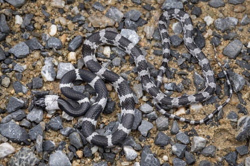 Formosa Wolf Snake