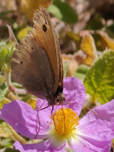 Meadow Brown