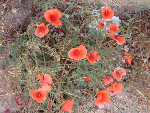 common poppy