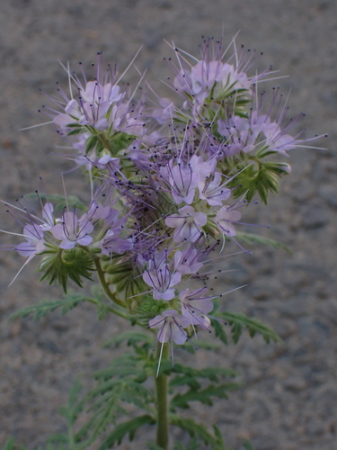 Lacy phacelia