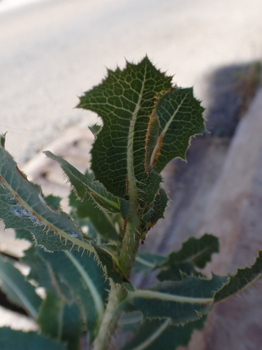prickly lettuce