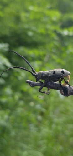 Morimus funereus