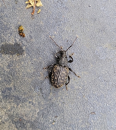 Black Vine Weevil