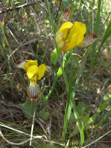 Hungarian Iris