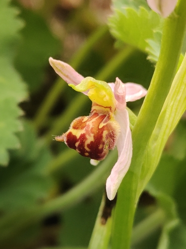 Bee Orchid