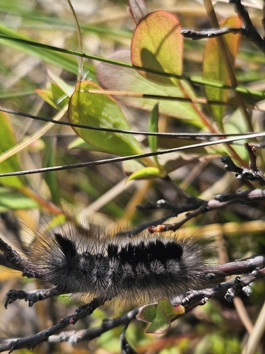 Dark Tussock
