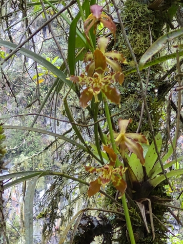 Oncidium luteopurpureum