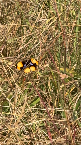 Yellow Pansy