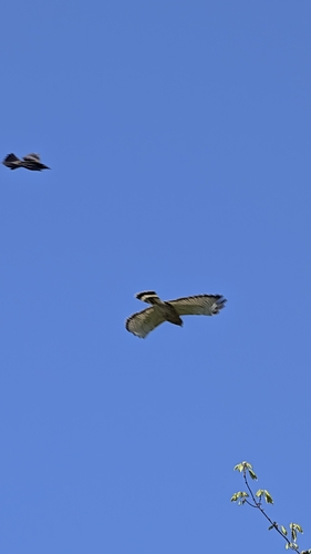 Broad-winged Hawk observed by naturalistcait