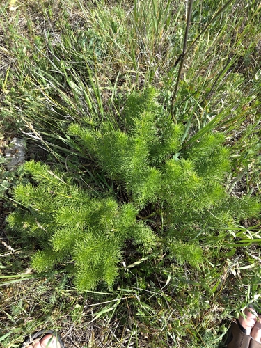 Spring Adonis