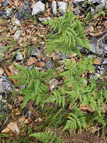 limestone oak fern