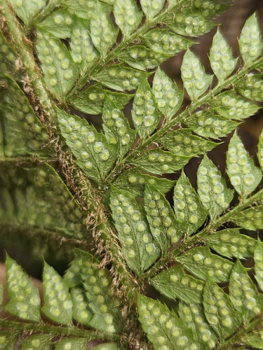 hard shield fern