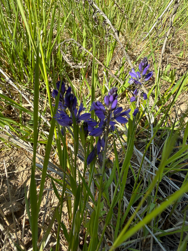 Common Milkwort