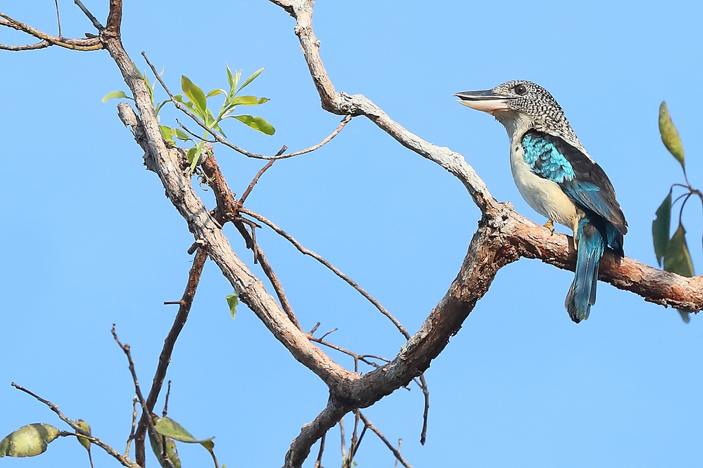 Spangled Kookaburra (Dacelo tyro) photo