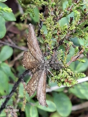 Common Heath