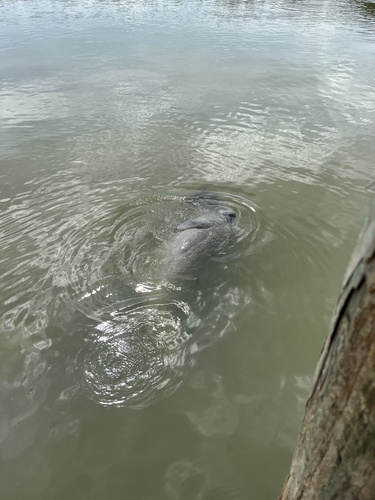 Florida Manatee observed by lilahmarin