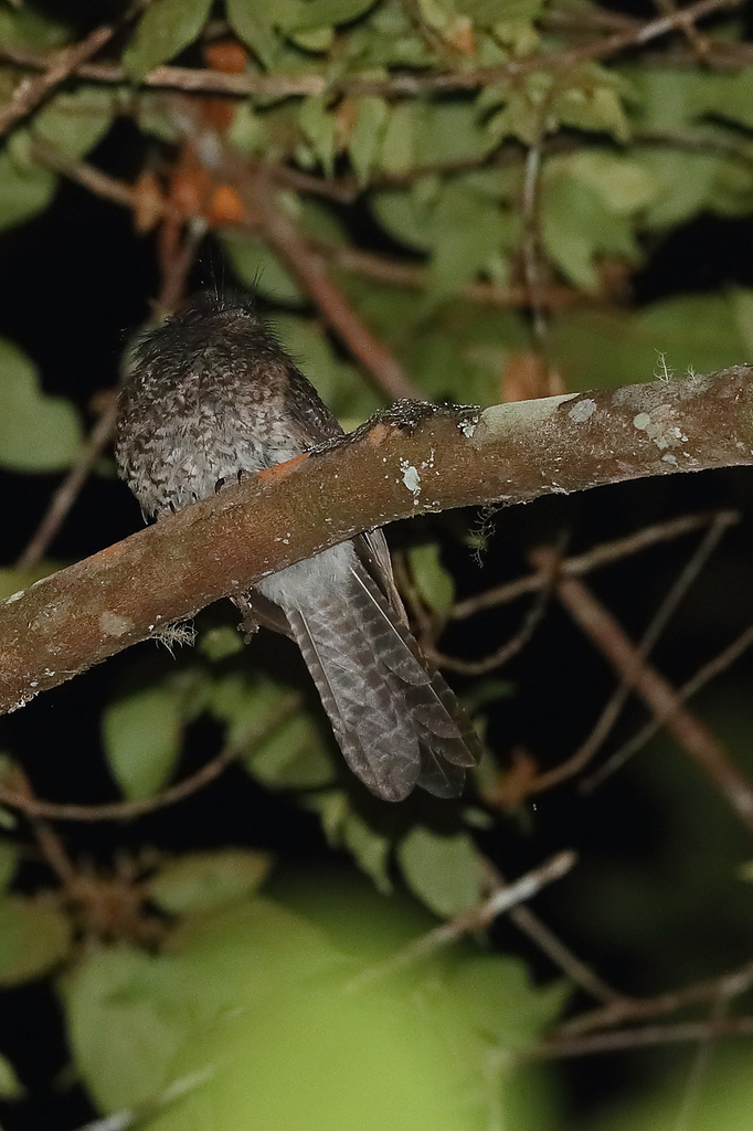 Vogelkop Owlet-nightjar photo