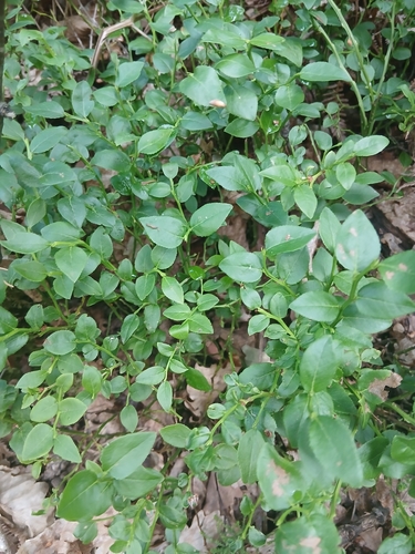 common bilberry