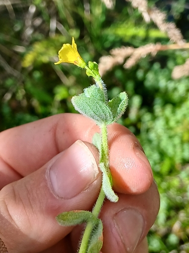 Marsh St John's-wort