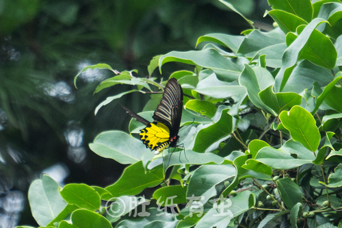 Golden Birdwing