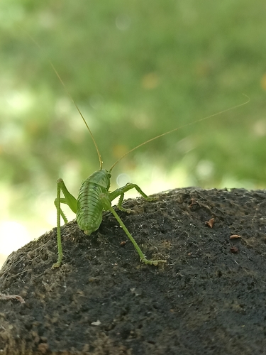 Great Green Bush-cricket