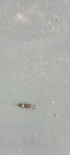 Four-Spotted Odorous Ant