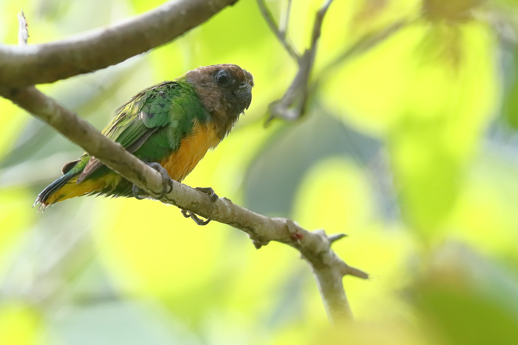 Geelvink Pygmy-Parrot (Micropsitta geelvinkiana) photo