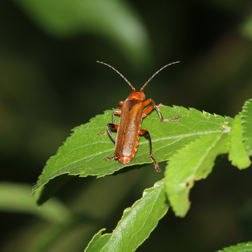 Cantharis livida