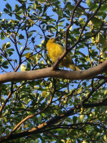 Holub's Golden-Weaver