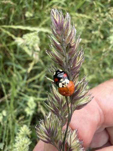 Asian Lady Beetle