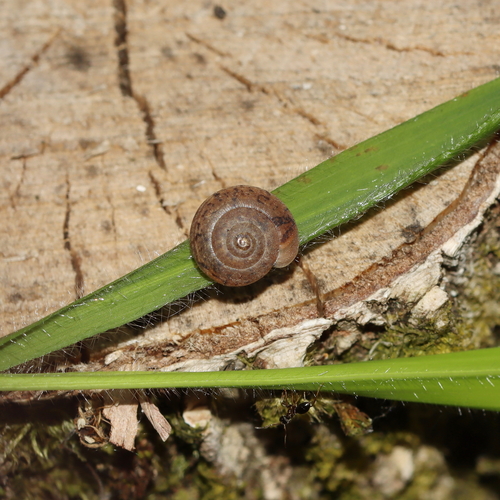 Incarnate Snail