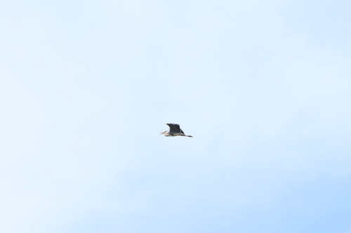 Grey Heron