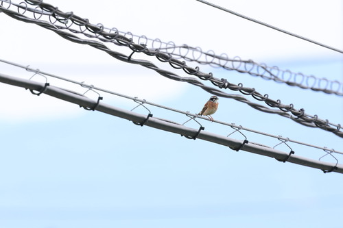 Meadow Bunting