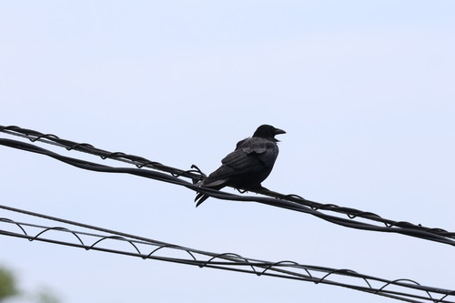 Carrion Crow