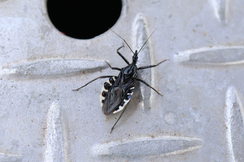 Japanese Assassin Bug