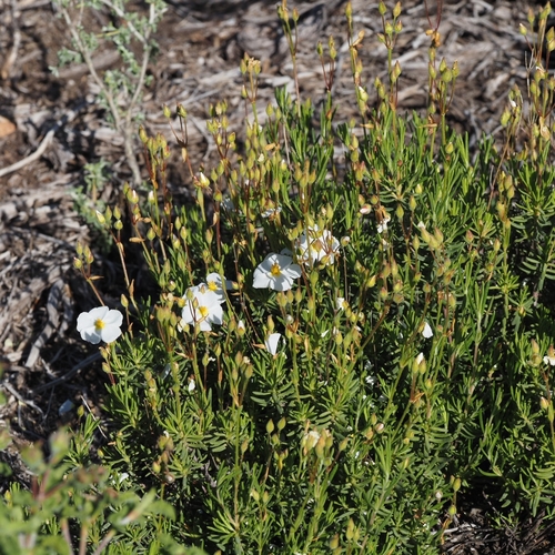 Cistus umbellatus viscosus
