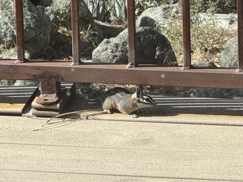 Cliff Chipmunk observed by nmlizards