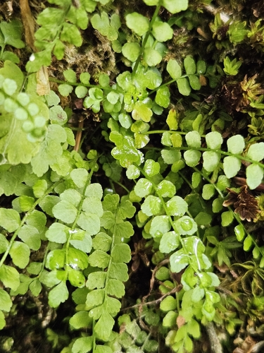 green spleenwort