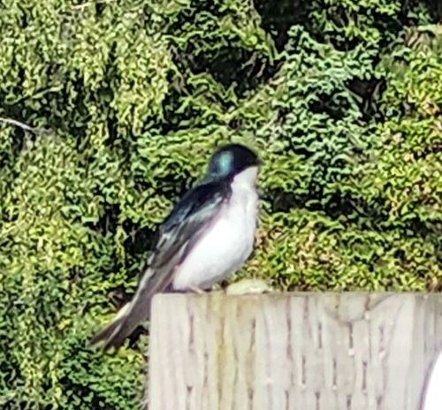 Tree Swallow