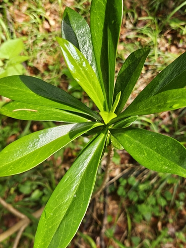 Spurge-laurel