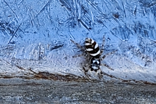 Zebra Jumping Spider