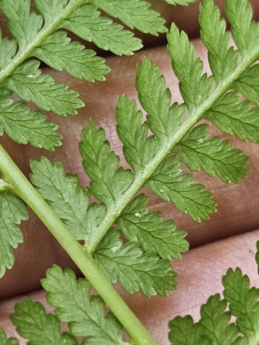 lady fern