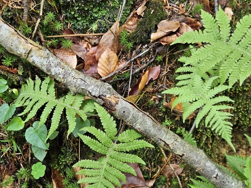 long beech fern