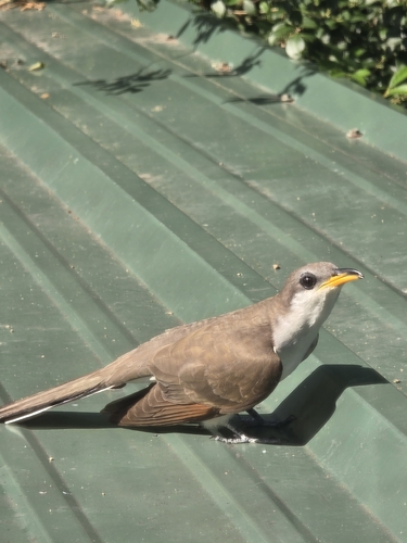Yellow-billed Cuckoo observed by nicole1549