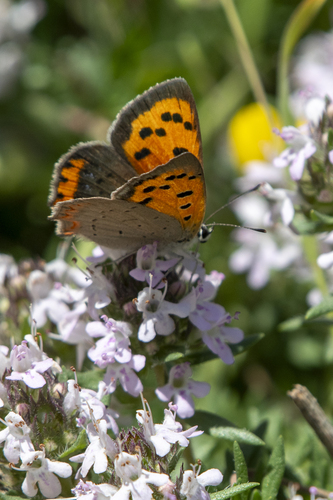 Small Copper