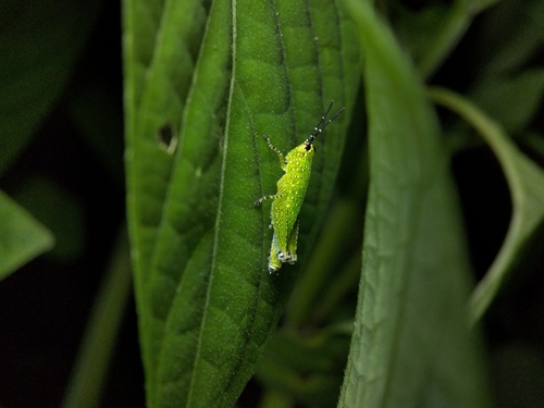 Rufous-legged Grasshopper