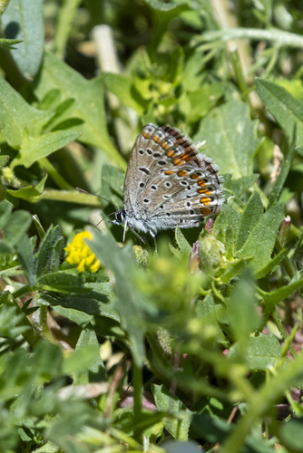 Austaut's Blue