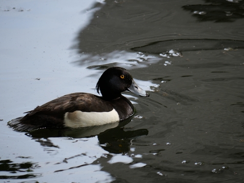 Tufted Duck