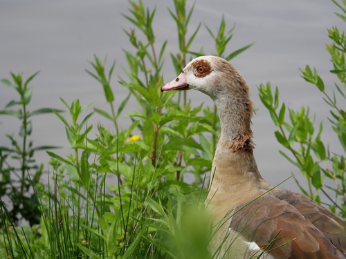 Egyptian Goose