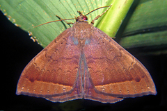 Image of Hemeroblemma scolopacea
